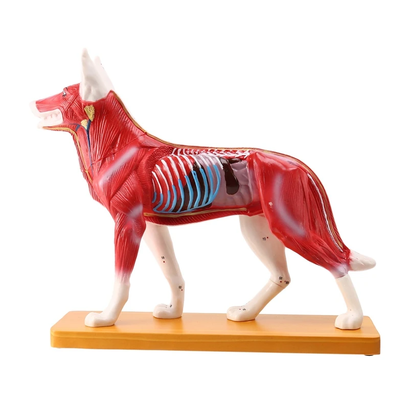 

Dog Intelligence Assembling Toy Animal Organ Anatomy Teaching Science Model Teaching Practice Training Model