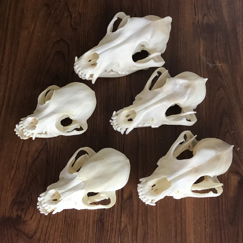 

1pcs real Animal Skull specimen Collectibles Study Unusual Halloween