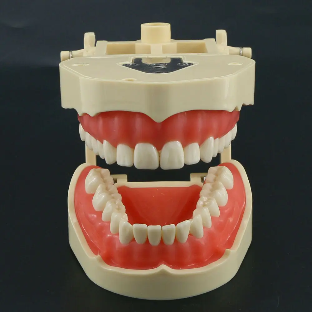 Frasaco ANA-4 Модель для восстановления зубов Typodont M8013 Съемные ввинчивающиеся зубы 28
