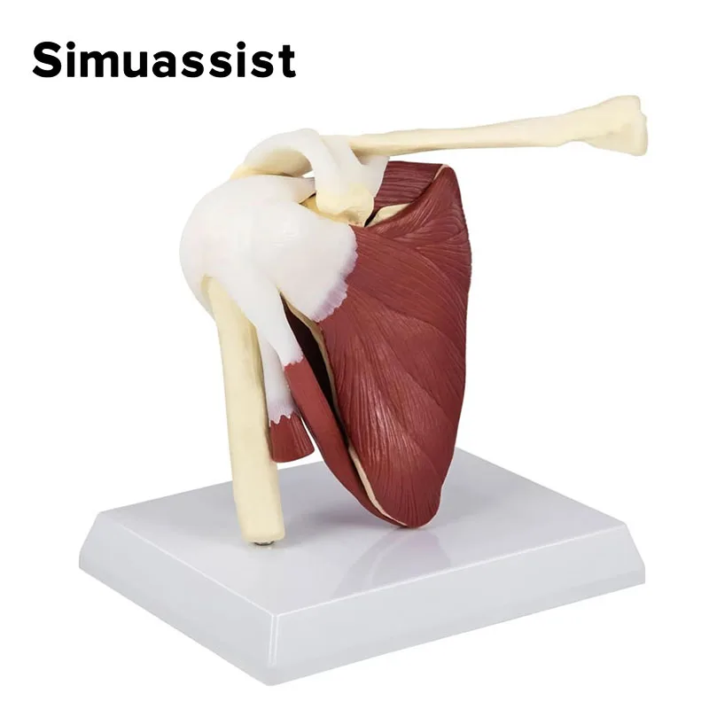 1:1 Человеческий скелет плечо лопатка модель мышц ключицы функциональная связка