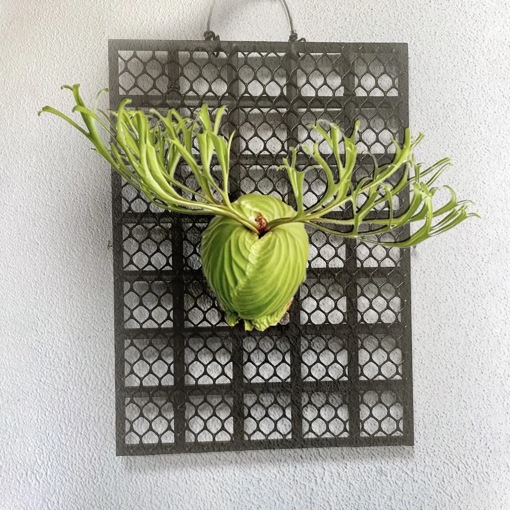 Черная утолщенная доска для папоротника Staghorn Dendrobium пластиковая посадки растений