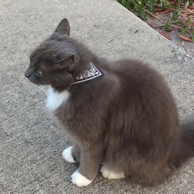 

Adjustable Dog PU Collar Print Triangle Scarf Dog Cat Neck Scarf Suitable for Small Dog Scarf Pet Accessories