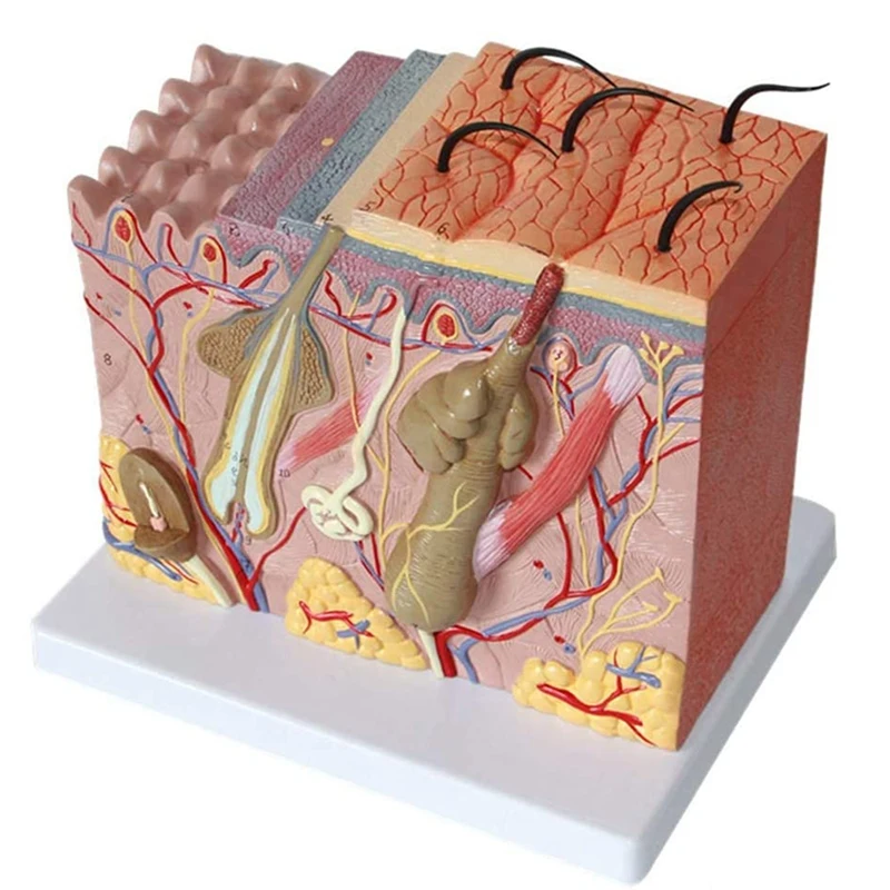 

Skin Model 50X Enlarged Anatomical Skin Model Anatomy Three-Dimensional Skin Model for Classroom Study Display Teaching