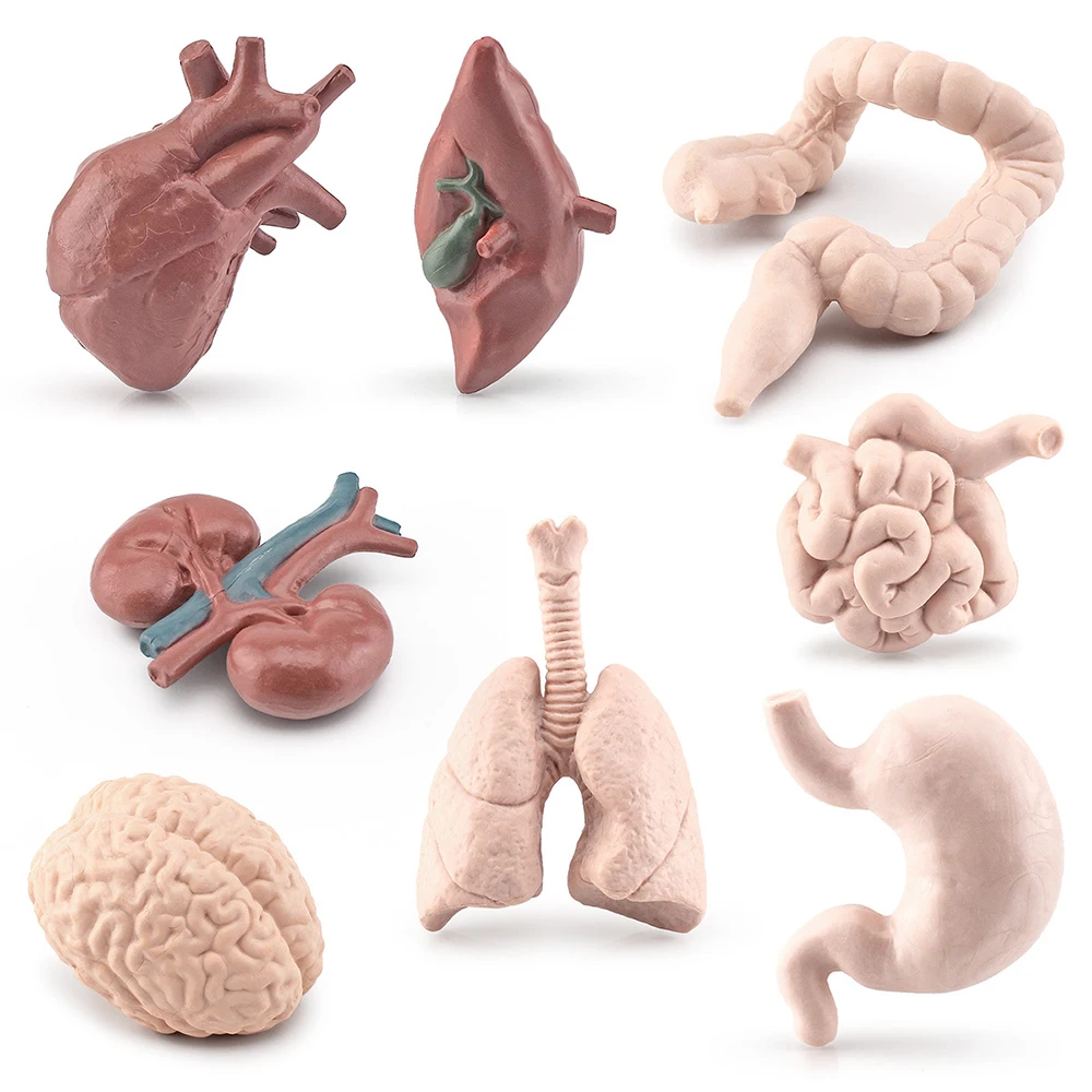 Figura de acción de órgano corporal de simulación, modelos de riñón y riñón, figura de estómago de Brian Hearts, juguetes de cognición para niños