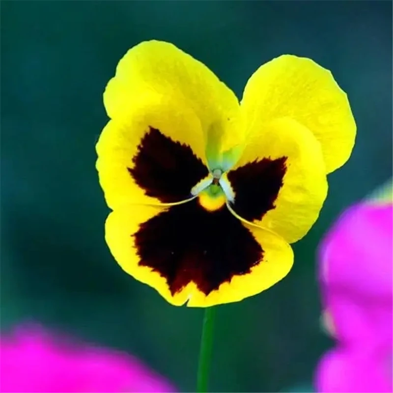 

Искусственные цветы Pansy, искусственные цветы, 10 дюймов, шелковая искусственная бабочка, Орхидея, украшение
