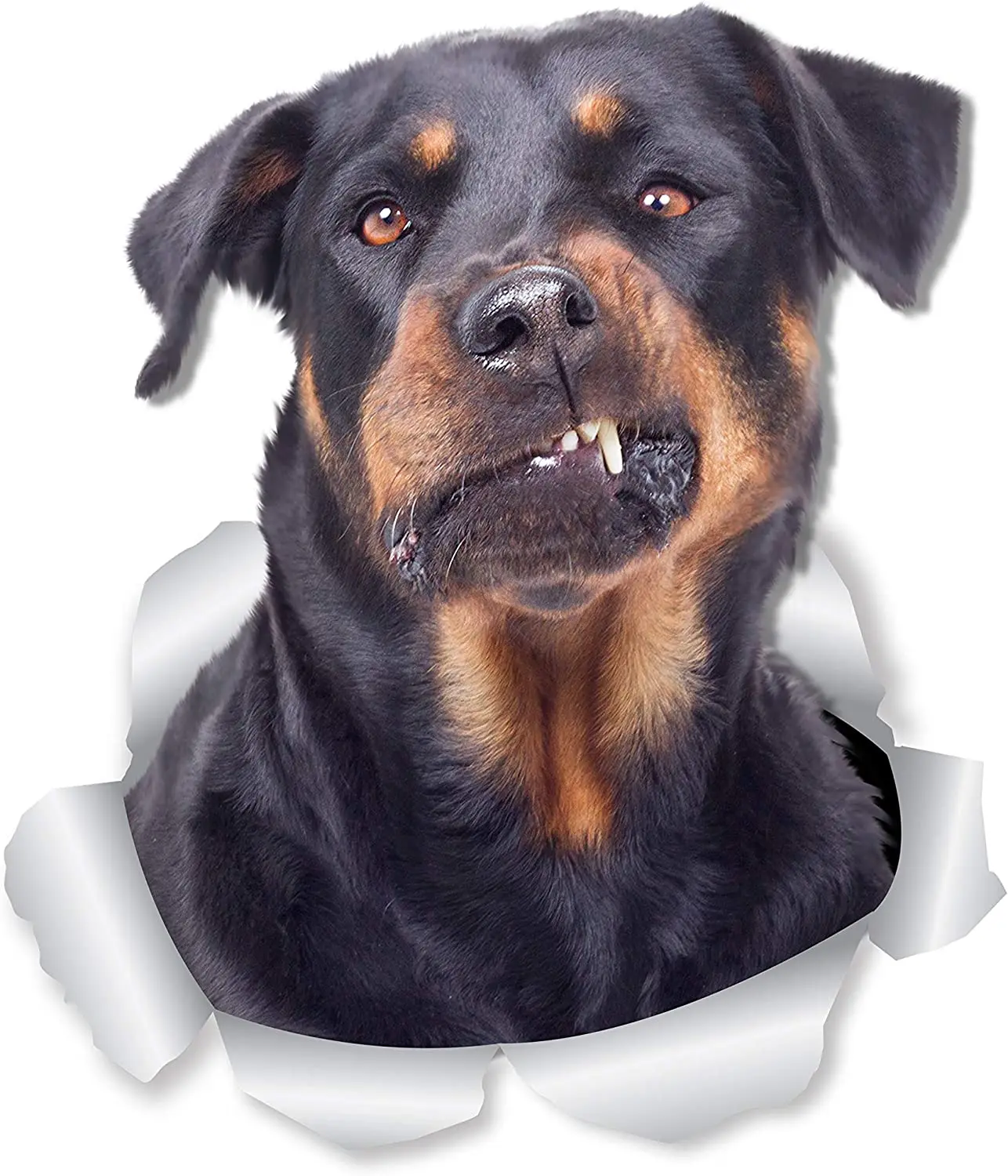 Winston & Bear смешной Ротвейлер наклейки на стену собаки-2 упаковки-Rottie 3D наклейки для стен, автомобилей, туалета и многого другого-розничная прод...