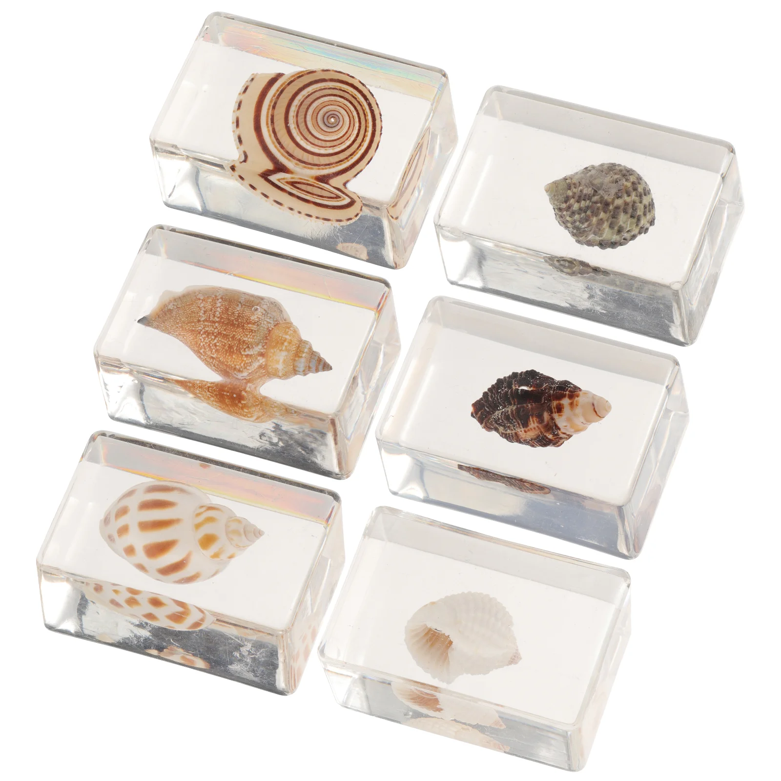 

Decorations Exquisite Resin Desktop Ornament Shells Natural Artwork Small Indoor Goblincore Room