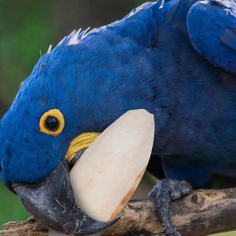 10 шт. жевательные кости для птиц черепашек и морщин