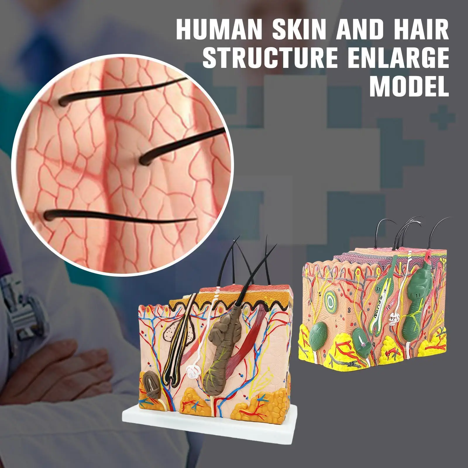 

Human Skin And Hair Structure Enlarge Model Skin Layer Structure Structure Skin Training Model Cosmetic Anatomy Model Pract C9W2