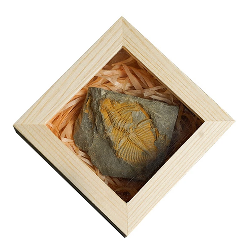 

Natural Trilobite-Fossil Crownworm with Wooden Box Natural Fossil Biology Teaching Specimen Kids Cognitive Education
