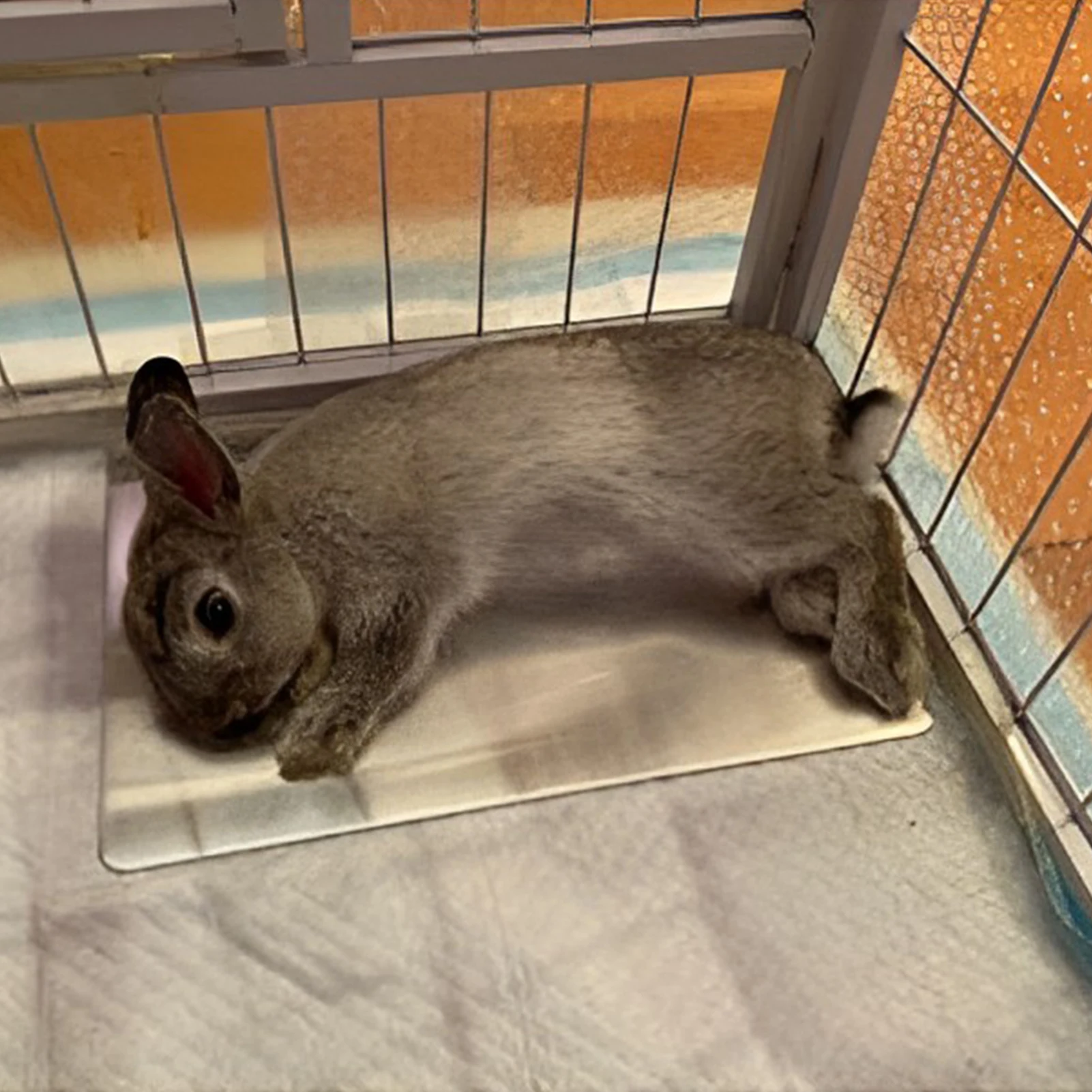 

Rapid Heat Conduction Cooling Pad Good Heat Dissipation Cooling Mat for Guinea Pigs Hamster Chinchillas