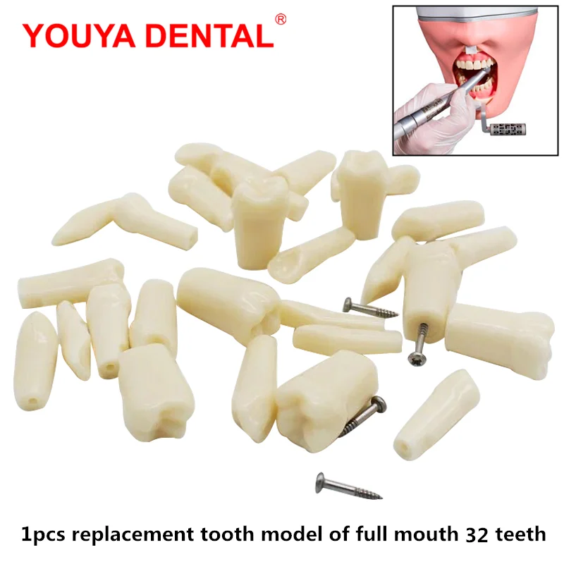

1PC Dental Teeth Model For Dental Technician Practice Training For NISSIN PRO-2001-UL-UP-FEM-32 ToothModel Dentistry Accessories