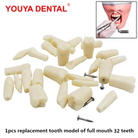 1pc dental teeth model for dental technician practice training for nissin pro 2001 ul up fem 32 toothmodel dentistry accessories