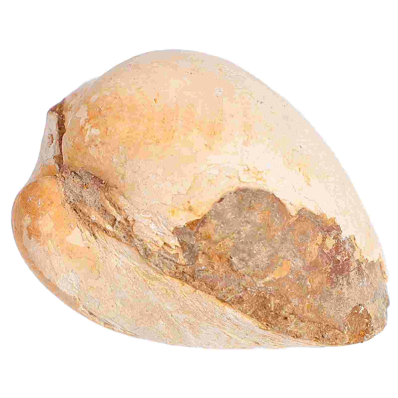 Bivalve Clam Palaeo-ocean Палеонтология Настольный орнамент Украшение Водный стол Игрушка