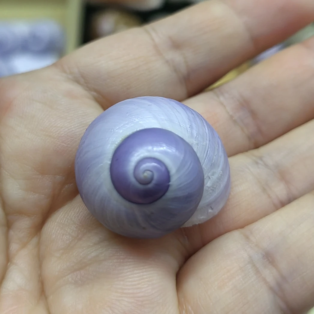 Ракушки фиолетовые в верхней части 2 5-3 см