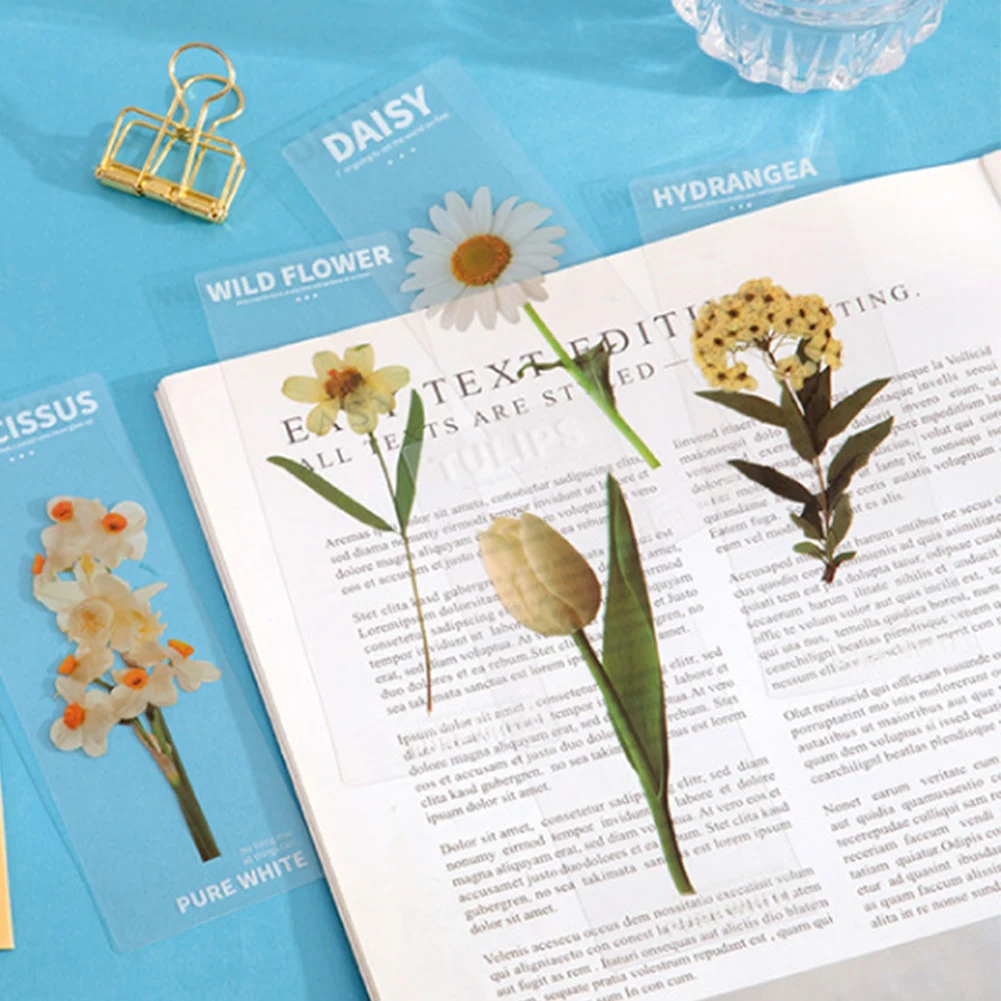 

10 шт., светопрозрачные школьные принадлежности для фотографий