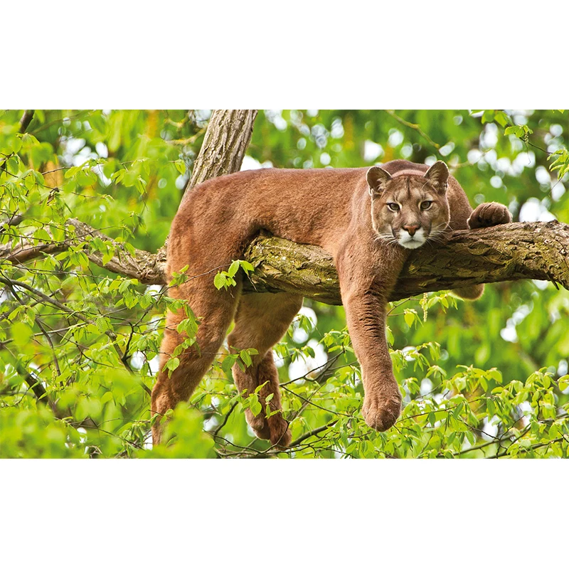 

Настенная наклейка ПВХ Кугуар горный Лев