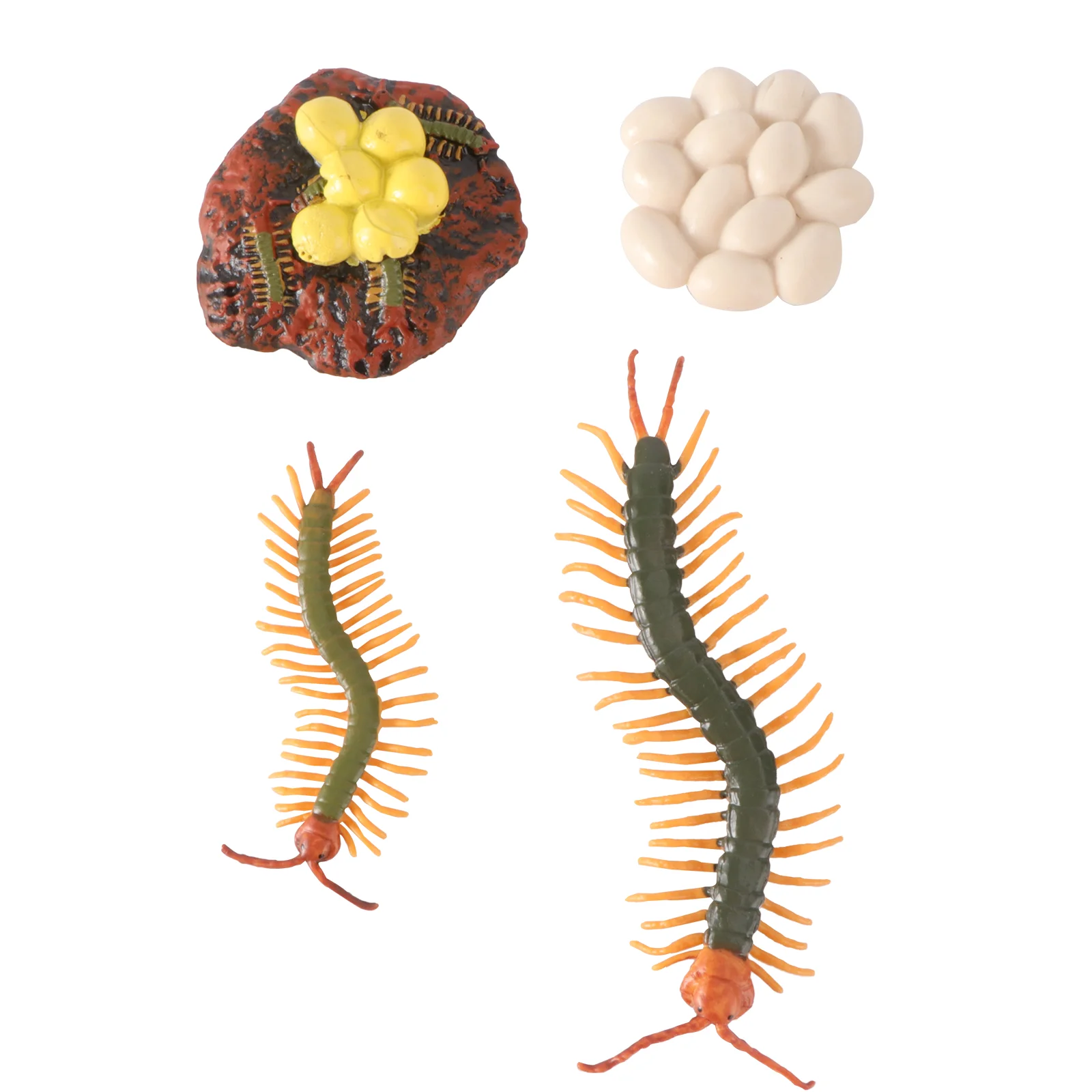 

Insect Life Cycle Model Figure Animal Toy Toysminiature Incest Development 3D Kit Prop Demonstration Creature Learning
