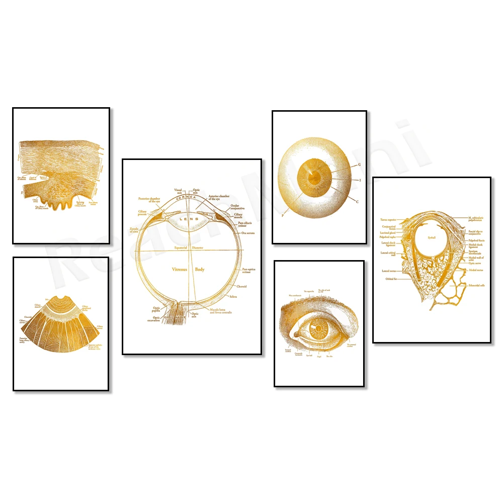 Офтальмологическая Анатомия глаз оптометрическая Постер оптометрии-искусство