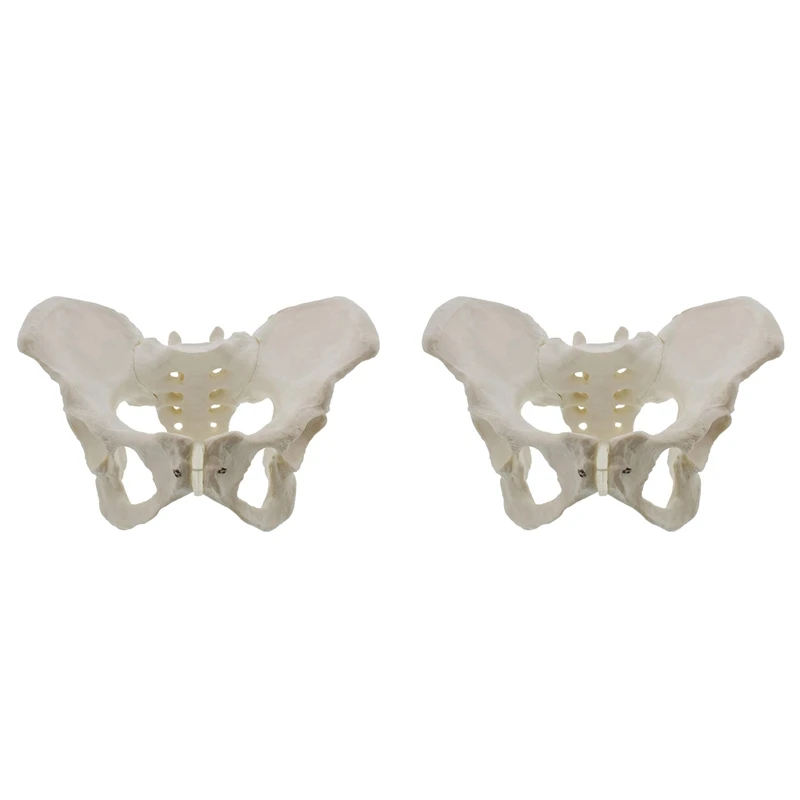 

2X Life Size Female Pelvis Model, Hip Model - Female Anatomy Model, Hip Bone Pelvic Model Female Anatomical Model
