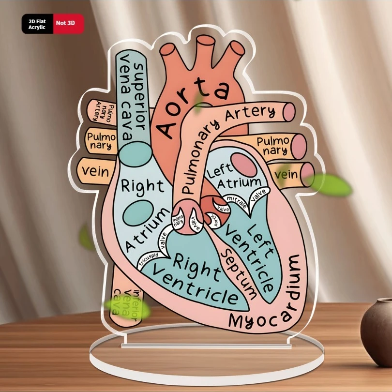 

2D Анатомическая Акриловая Модель Сердца, Образовательный Декоративный Обучающий Инструмент Для Домашнего Офиса, Класса, Клиники