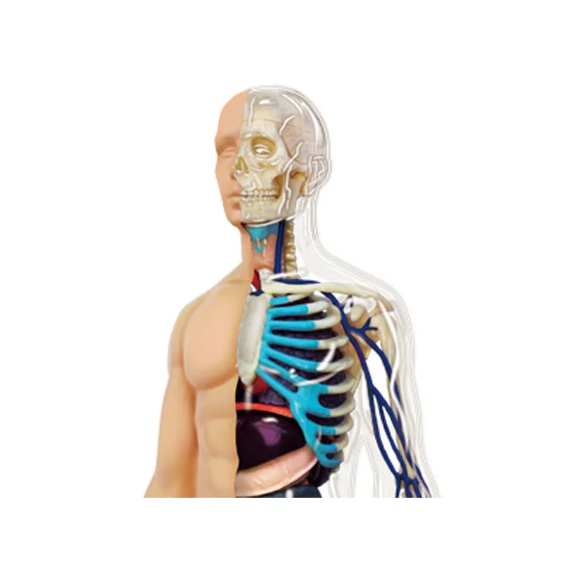 Модель-головоломка внутренних органов, сосудов и нервов человеческого тела "4D" масштаб 1:6, прозрачная, 60 деталей.