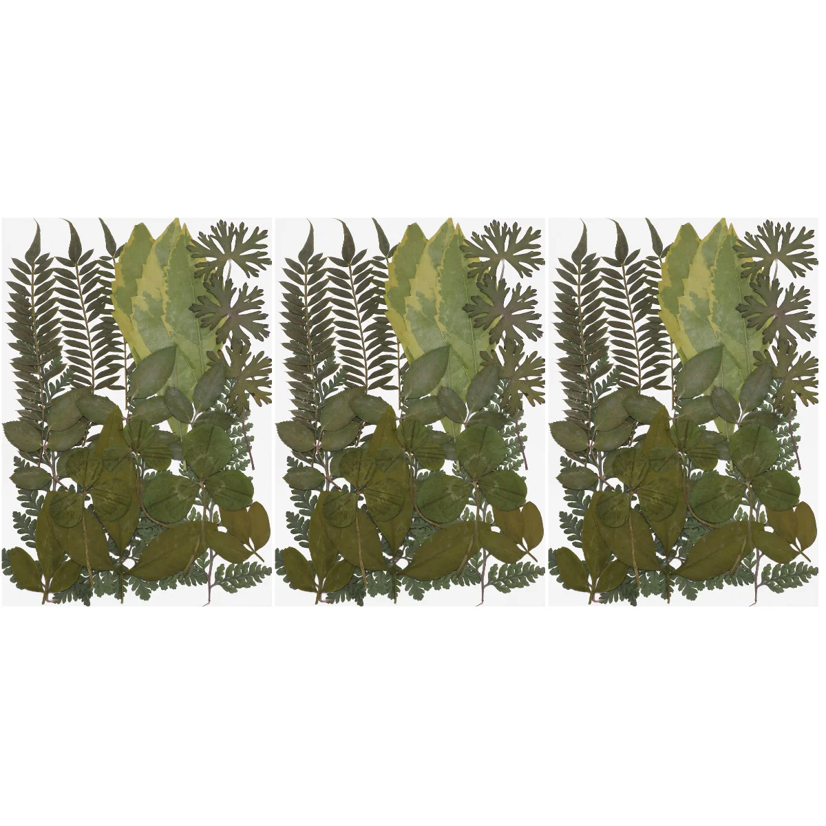 

Flowers Pressed Flower Leaves Dried Diy Decoration Leaf Wedding Party Craft Christmas Wreath Crafts Resinfloral Natural