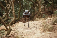 Робот LIMX Dynamic P1#2