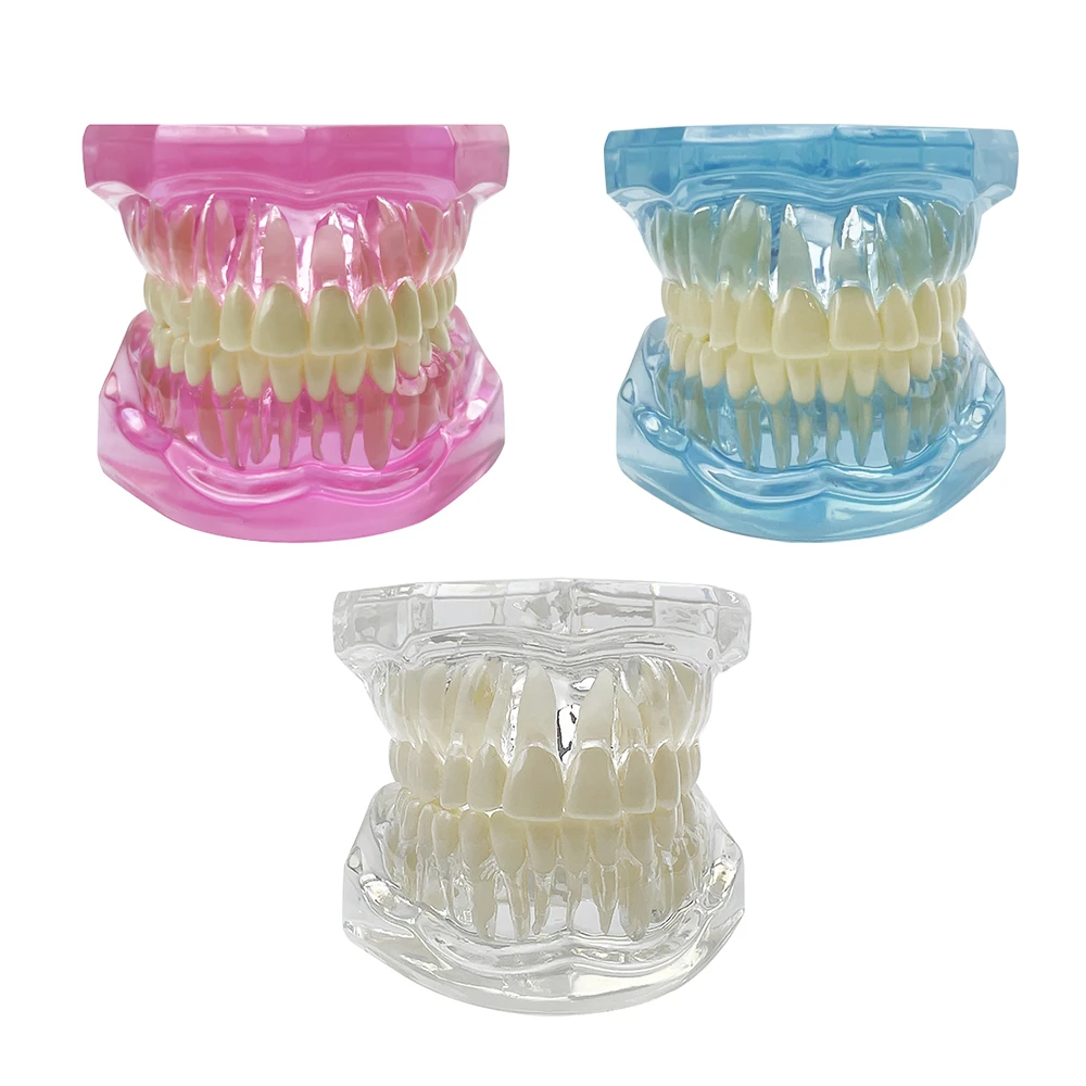 1 шт. прозрачная модель зубных зубов для изучения обучения образования