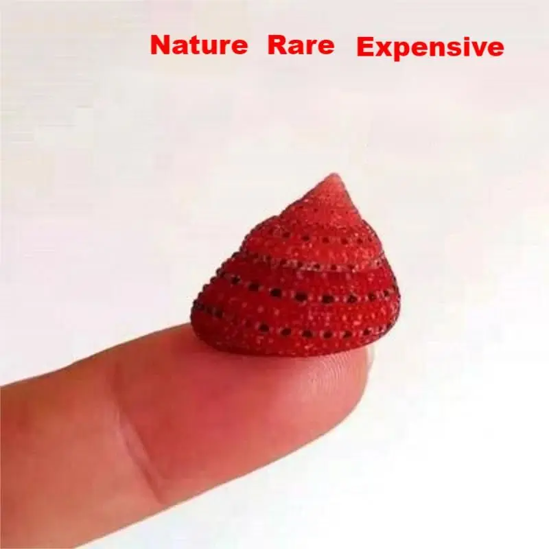 1Pcs Full Strawberry Bell Snail About 2cm Specimen Shellfish Ornaments Fish Tank Decoration Small Bean Replacement Shell