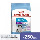 Royal Canin Giant Puppy корм для щенков до 8 месяцев гигантских пород , 3,5 кг