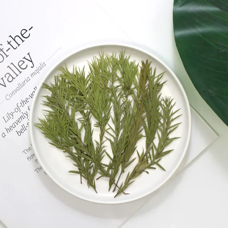 Натуральные прессованные мягкие сухие цветы рельефные натуральные листья