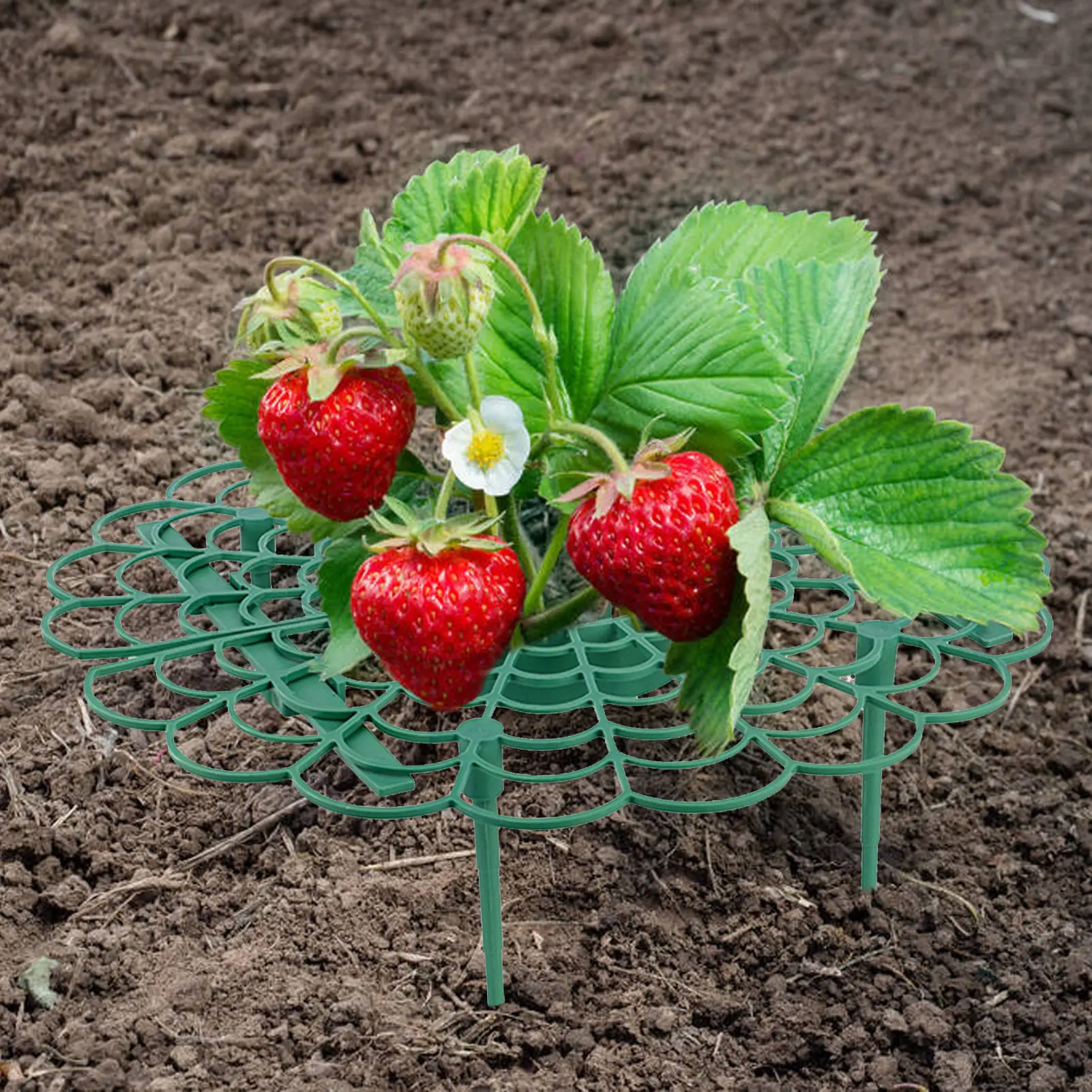 

Strawberry Supports Sturdy Strawberry Supports Stand Sturdy Fruit Growing Racks Garden Stand Balcony Vegetable Rack For Keeping