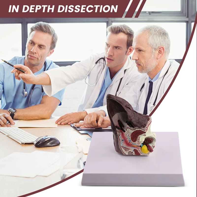 Модель анатомии животных для собак вспомогательная научная модель изучения