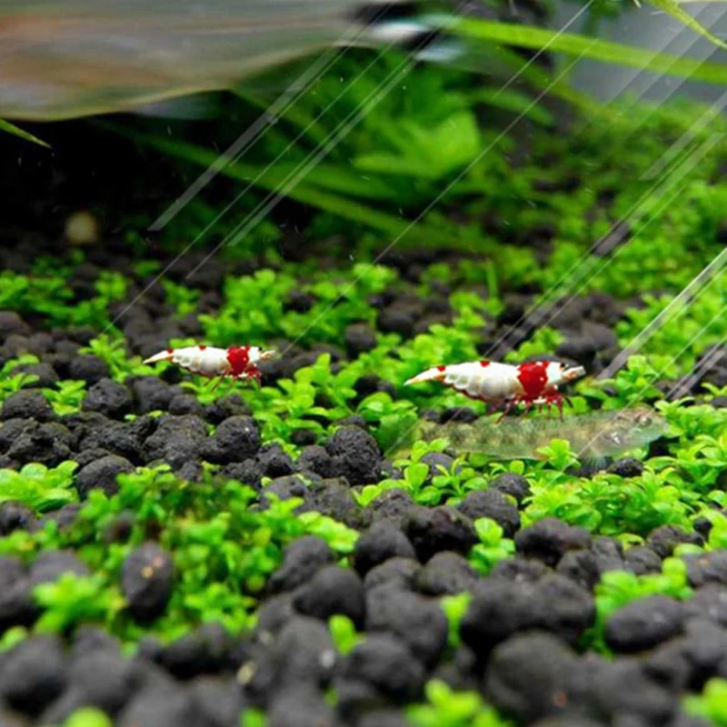 Водное растение зеленое украшение аквариум ландшафтное для аквариума |