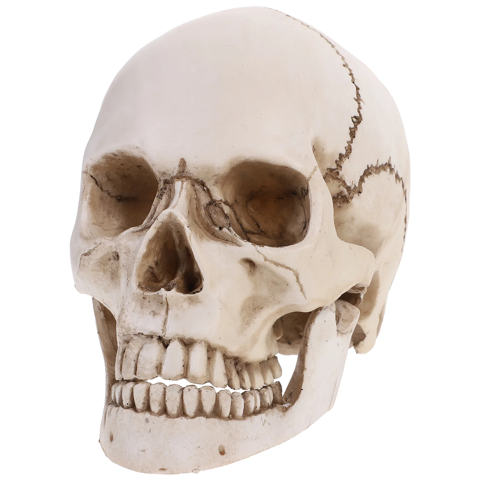 

Human Model Head Halloween Resin Decor 1 Lifesize Movable Teeth Size Life Bone Figurine Anatomical Realistic Use Tracing