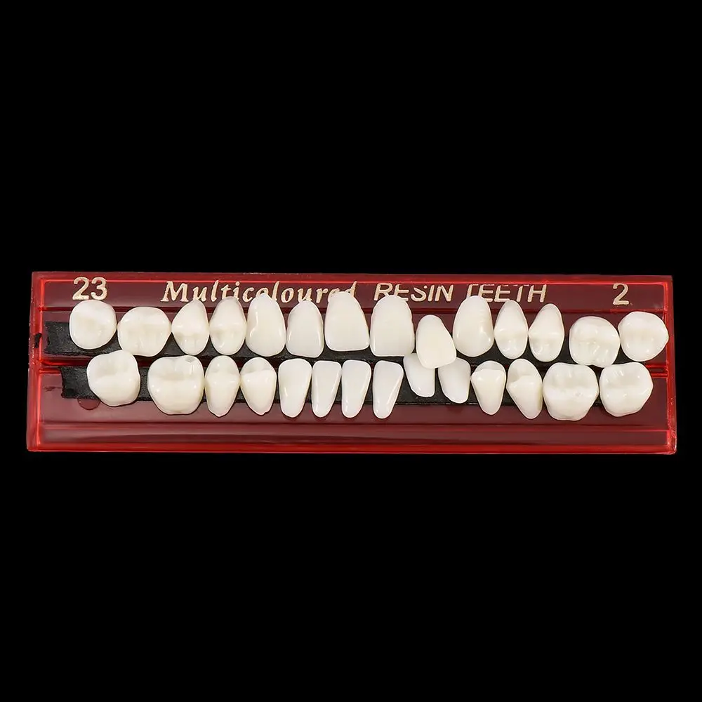 

24Pc Resin False Teeth Dental Teaching Material Universal Resin Tooth Model Oral Hygiene Denture Teeth Teaching Model Teeth Care
