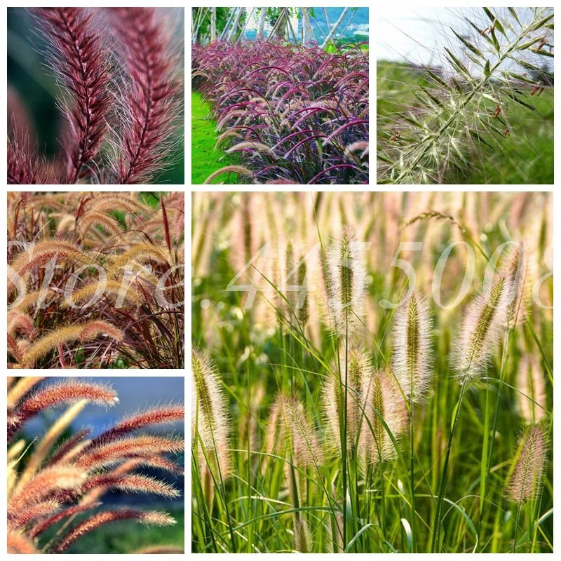 

100 шт./упаковка, декоративные растения для дома