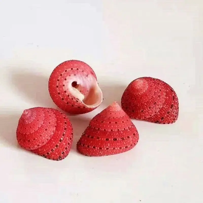 1Pcs Full Strawberry Bell Snail About 2cm Specimen Shellfish Ornaments Fish Tank Decoration Small Bean Replacement Shell