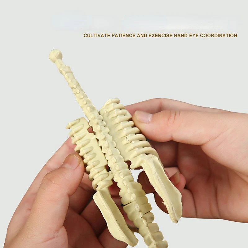 Рисунок 5 - Набор ископаемых динозавров