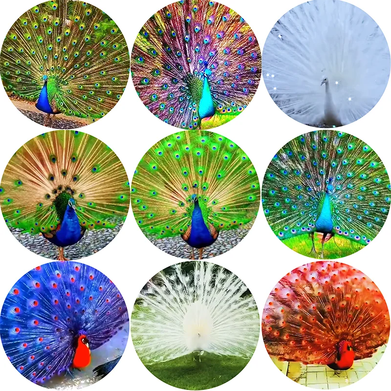 

FLTMRH Павлин 8 мм/10 мм/12 мм/18 мм/20 мм/25 мм круглый фото стекло кабошон демонстрация плоская задняя фурнитура