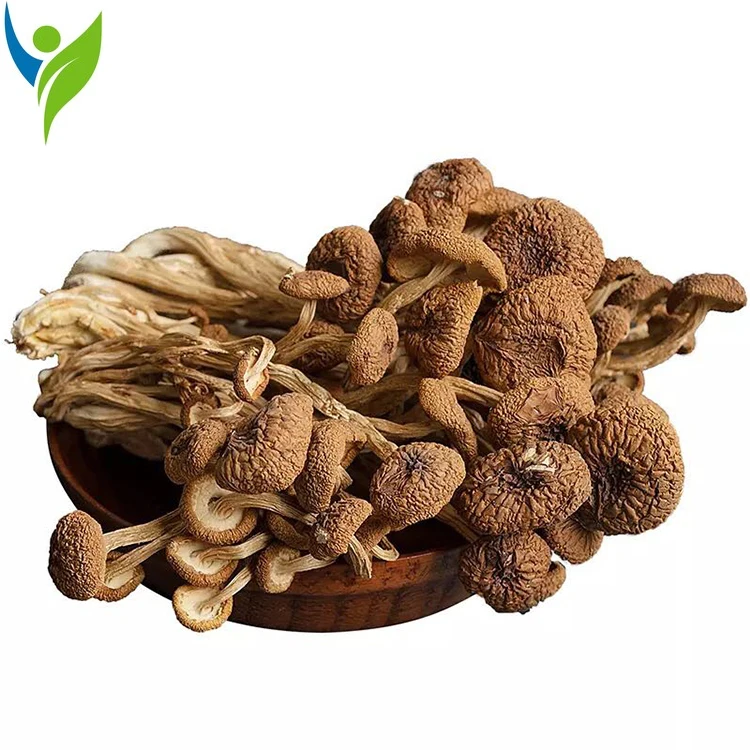 

Tea Tree Mushrooms; Agrocybe Cylindracea; Agrocybe Aegerita; Agrocybe Chaxingu;