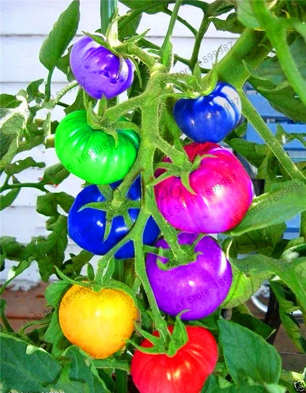 

Красивый Радужный томатный DIY домашний сад и искусственное украшение, не искусственный цветок