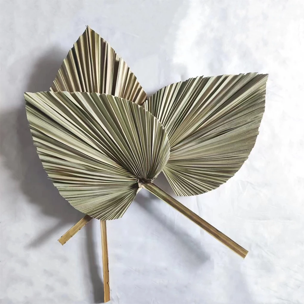 

3pieces Natural Dried Palm Fan - VersatilityAnd Durable Home Decoration Wide Application Palm Leaves