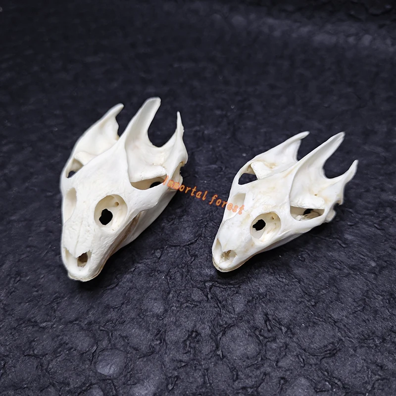 Статуя черепа черепахи Трионикс Синенсис