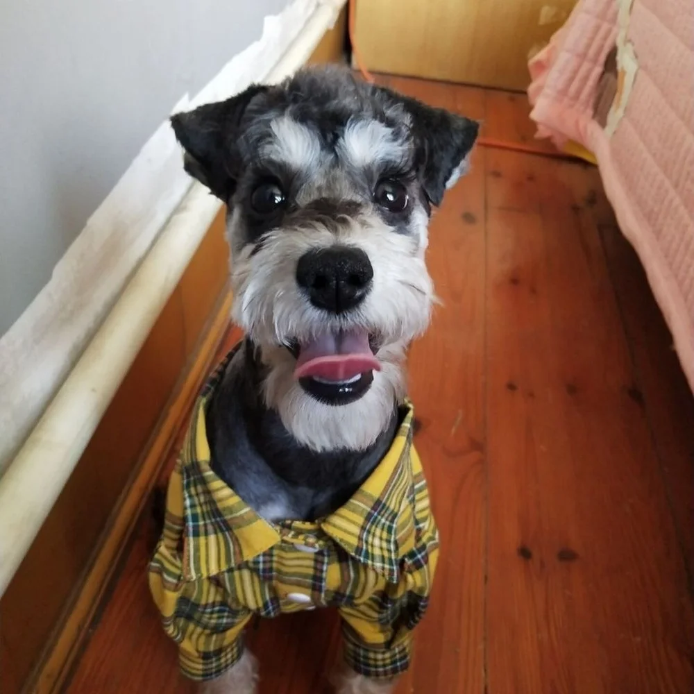 

Pet clothing cat and dog clothing pure cotton tea cup dog spring and summer Teddy dog clothing than bear Bomei Chenery puppy