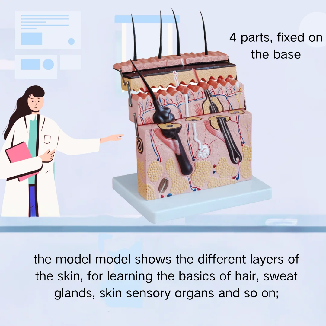 Увеличенная модель секции уровня кожи медицинские научные принадлежности