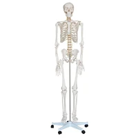 human skeleton model 170cm high science decor teach division anatomy toy