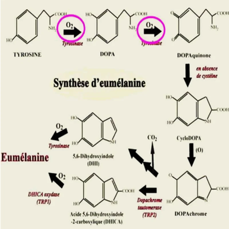 Мыло ручной работы осветляющая темная линия бикини женское влагалище