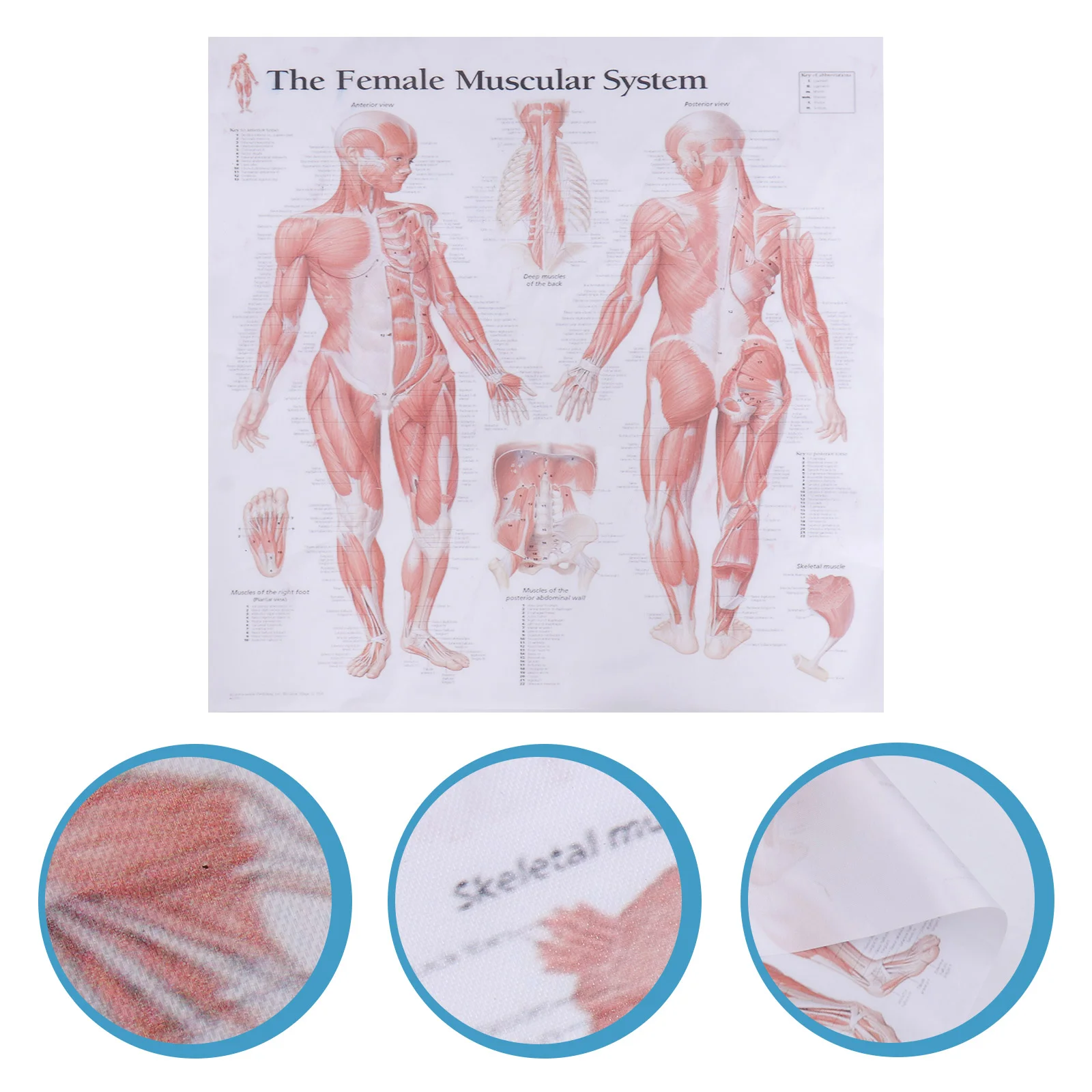 

Female Muscular System Silk Poster Anatomical Hanging Picture Room Decoration for Home School Restaurant (40x40cm)